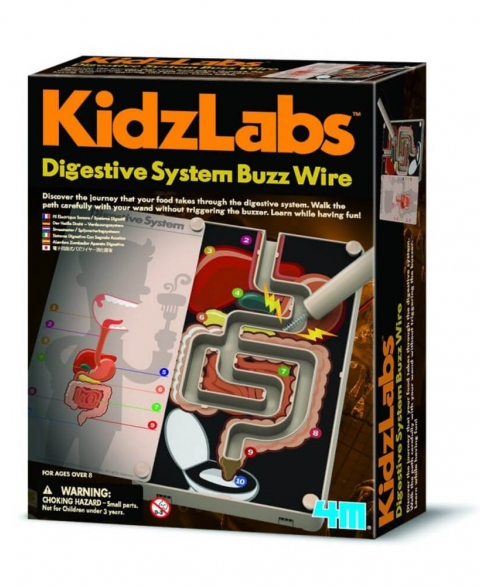 4M - Kidzlabs-Digestive System Buzz Wire